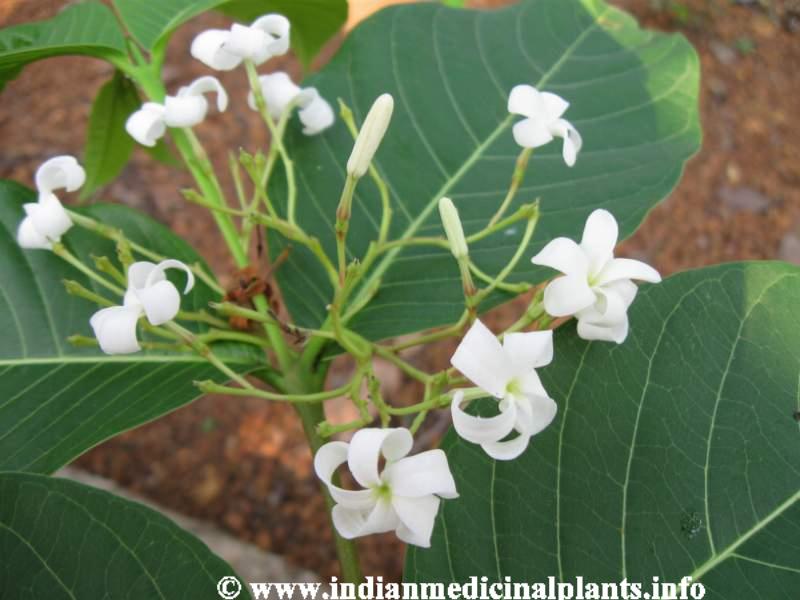 Holarrhena antidysenterica 4